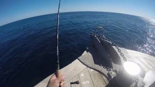 35LB YELLOWFIN VS BASS GEAR LEXA 400 [upl. by Eenhpad]