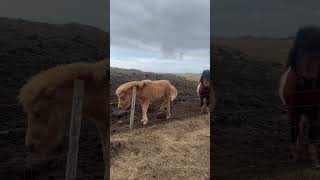 Meet the Majestic Icelandic Horse Natures Beautiful Steed 🐴🇮🇸 [upl. by Alahc925]