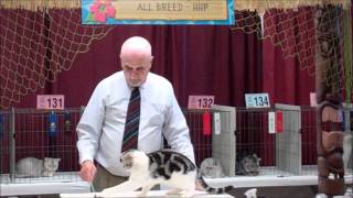 Cat Fanciers Association Cat Show [upl. by Leverick741]