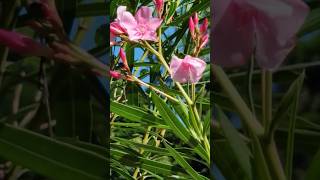 Karavira🌺Oleander likesharesubscribe flowers oleander ytshort viralvideo nature trendingfyp [upl. by Claudius633]