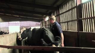 A young farmer the stressful TB testing of his herd [upl. by Dressel]