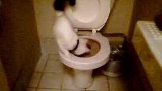 Our kitten using the toilet literally [upl. by Ellswerth]