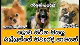 True Names of Dogs in Sinhala [upl. by Meekyh]