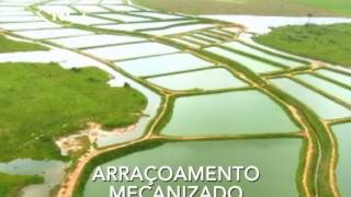 CRIAÇÃO DE TAMBAQUI EM RONDÔNIA NOVA ESPERANÇA [upl. by Eniotna816]