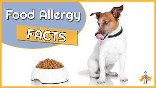 Food Allergy in Dogs Causes Diagnosis and Treatment [upl. by Halilahk]