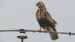 Roughlegged Hawk 11112023 HD [upl. by Yrgoerg213]