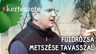 Futórózsa metszése tavasszal  Megyeri Szabolcs Kertészet webáruház [upl. by Mccreary129]