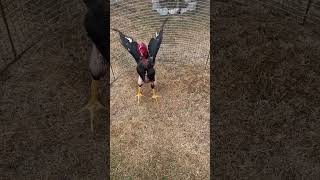 dakan ayam aseelmurga rooster dakanlar jangi pets galaba 2024 [upl. by Alodee231]