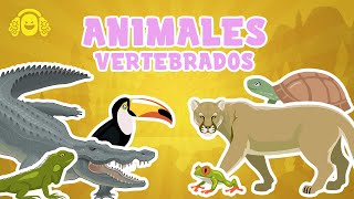 🦁 ANIMALES VERTEBRADOS para niños Mamíferos Peces Reptiles 🐍Vídeo educativo para niños [upl. by Abran]