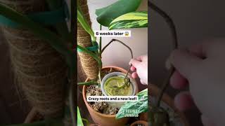 Monstera Plant Care Experiment Success Swiss Cheese Plant shorts [upl. by Marrilee562]