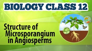 Structure of Microsporangium in Angiosperms  Reproduction in Plants  Biology Class 12 [upl. by Papert463]