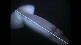 Humboldt Squid dives [upl. by Major]