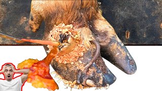 Poor Cows Leg PIERCED by Iron Bar FULL of Pus and Worms 🐄 satisfying 241104 [upl. by Gokey]