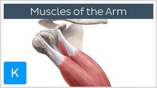 Muscles of the arm  Origin Insertion amp Innervation  Human Anatomy  Kenhub [upl. by Blanch]