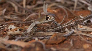 Juvenile Yellow faced whip snake looking for its nesting ant hole [upl. by Onateag]