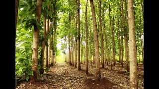 Optimal Teak Tree Spacing for a Successful Plantation [upl. by Oijile]