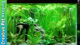 Betta and Guppy Community Fish Tank [upl. by Aicina]