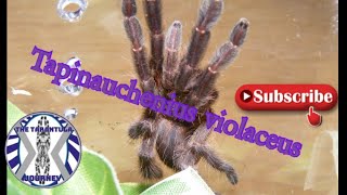 another Tapinauchenius violaceus purple tree spider rehouse  FF3 info [upl. by Amre]