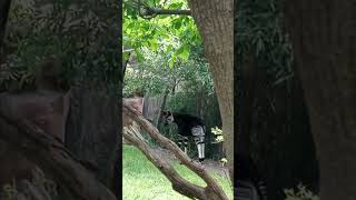 baby okapi at the cincinnati zoo [upl. by Riordan]