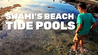 Tidepooling at Swamis Beach in Encinitas California [upl. by Eelsel]