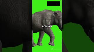 What was the Quaternary period facts animals prehistoric science history fypviralvideo4you [upl. by Akaenahs900]