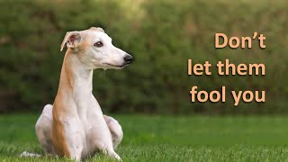 7 Reasons You Should NOT Get A Whippet [upl. by Aniarrol]