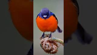 Cute Bird singing BirdSNatureLoversBirdWatching SongbirdPetBirdsBirdLife CuteAnimals [upl. by Campbell699]