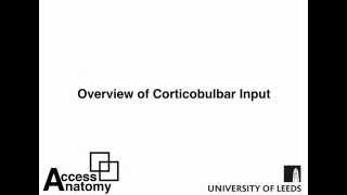 Corticobulbar Overview [upl. by Relyhs22]