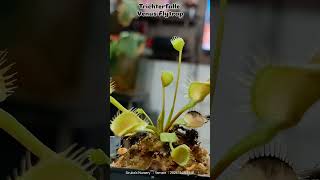 🌿 Meet the TrichterfalleVenusFlytrap known for its unique funnelshaped traps venusflytrapplant [upl. by Einnaffit240]