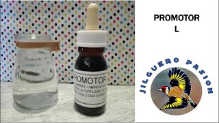 PROMOTOR L vitaminas y aminoácidos 💊🐦 sígueme en MUNDO JILGUERO🚩 [upl. by Ishii]