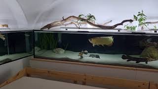 4 Meter aquarium marbled amp snow white platinum gar Rochen Arowana Alligatorhechte Rochen [upl. by Geri]