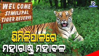 Similipal Tiger Reserve Gets Royal Bengal Tigress ‘Jamuna’ from Maharashtra  Mayurbhanj News [upl. by Deny60]