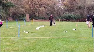 Rally Obedience Turnier beim SG OV Baiersdorf [upl. by Anoet259]