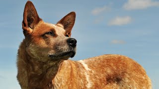 The Incredible Intelligence and Trainability of the Australian Cattle Dog [upl. by Ainesej]