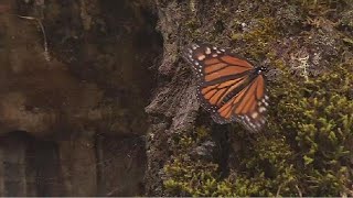 Monarch butterflies migrate from Canada to Mexico [upl. by Nonarb]