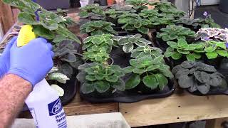 African VioletsSystemic treatment for thrips spider mites aphids mealy bugs [upl. by Kiki]