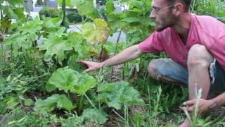 10 plantes pour le paillage en permaculture 0810  La Rhubarbe [upl. by Beesley]