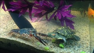 Red Eared Slider VS Fresh Water Lobster [upl. by Harutek570]