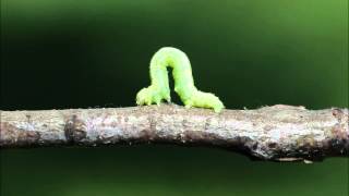 Inchworm on twig [upl. by Anahsat]