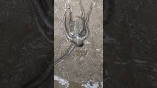 The octopus got scared into the hole😱quotyoutubeshorts [upl. by Seaman]