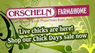 Orschelns Chick Days Local [upl. by Eiznekcam853]