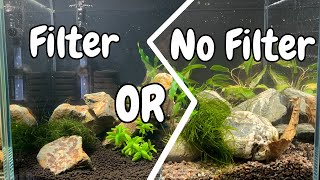 🦐 Shrimp Tank Essentials Do You Really Need a Filter [upl. by Auqinot]