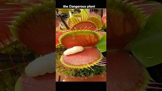 venus fly trap plant  shorts facts [upl. by Ainez761]