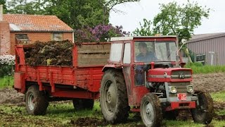 Landb Roose  Eernegem  Massey Ferguson 135  Cavero [upl. by Esinaj]