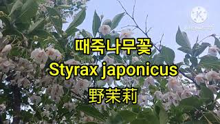 Chongno Styrax japonicus 때죽나무꽃의 겸손 [upl. by Maximilian]