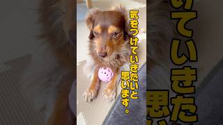 反省してるげな犬 チワックス 1013 dog [upl. by Milburn]