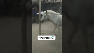 সাদা ঘোড়া। shortvideo [upl. by Georgy]