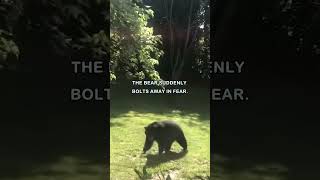 Bear Gets a Shock When Confronted by a Fellow Bear [upl. by Philipines]