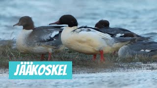 Jääkoskel Mergus merganser Common Merganser  Eesti linnud [upl. by Morse]