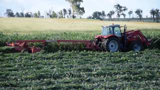 7495 Massey pulling 1365 mower conditioner [upl. by Valerio]